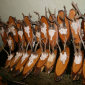 část srnců