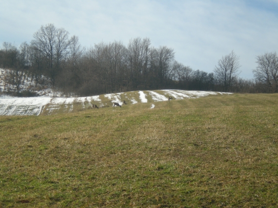 srnčí