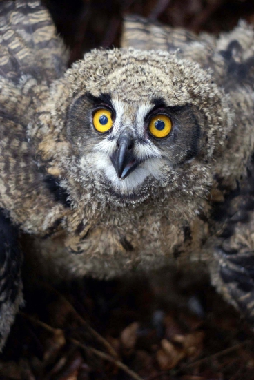Bubo bubo