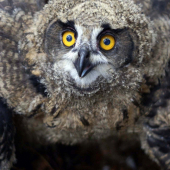 Bubo bubo