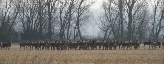 Stádo