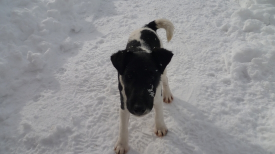 Démon Laro Slovakia