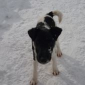 Démon Laro Slovakia