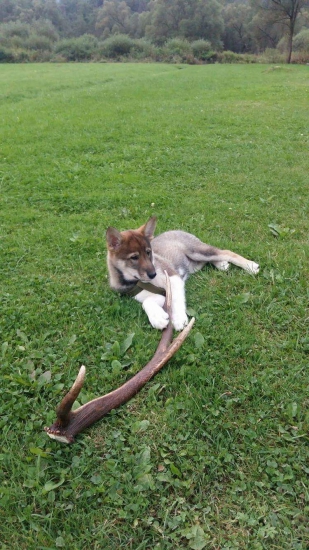 Nová spoločníčka je už doma