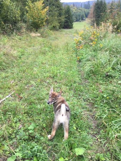 Dnes prvá vychádzka do revíru