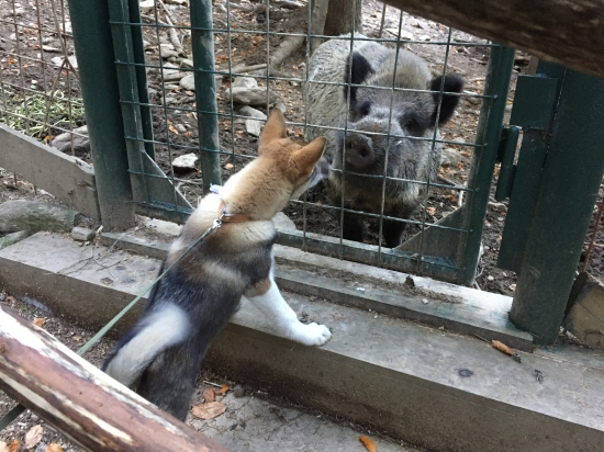 Prvý krát pri diviakoch