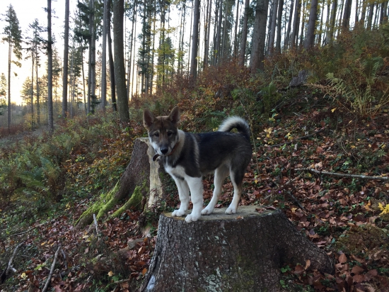 Každodenná prechádzka revírom