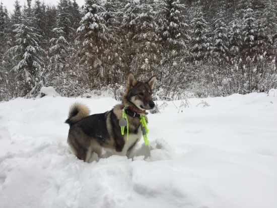 Lajka vo svojom prostredí