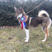 Národná výstava psov