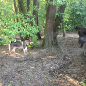 Prvý krát medzi diviakmi