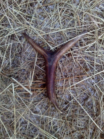 dnes nájdený škoda že nieje celý