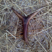 dnes nájdený škoda že nieje celý