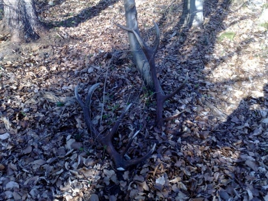 tohoročný 14 torák pár