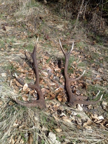 tohoročný 10 torák pár