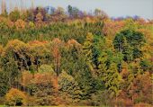 barevná pestrost podzimní přírody