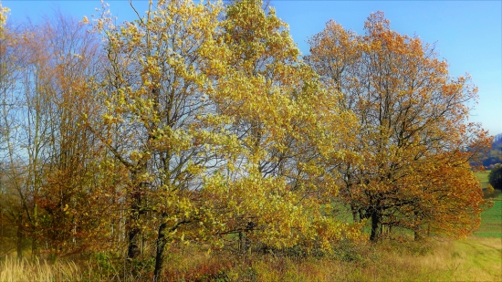 poslední listí