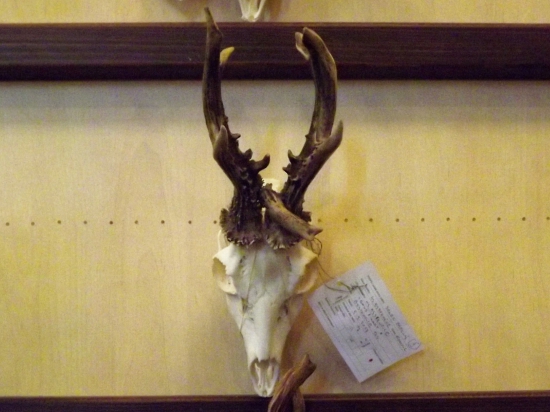 Přehlídka trofejí -  srnec