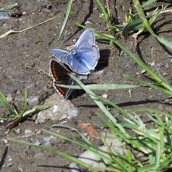 Ví někdo jaký je to druh Modráska