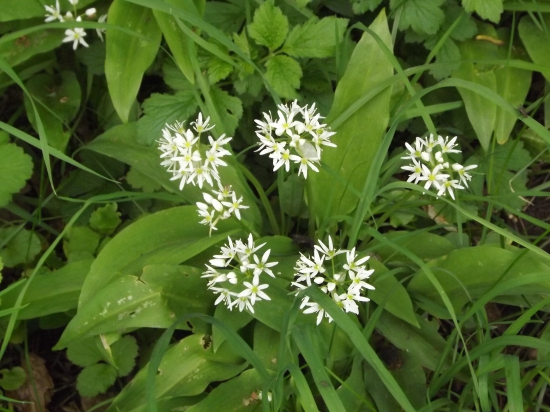 Medvědí česnek v květu