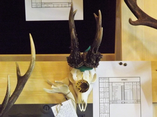 Přehlídka trofejí -  srnec