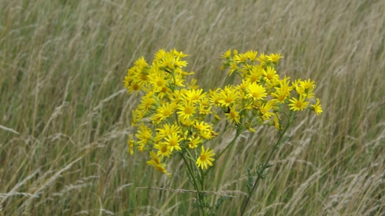 Starček přímětník