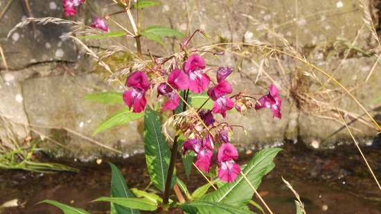 Netykavka žláznatá