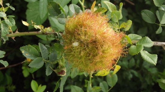 Hálka na šípkové růži.