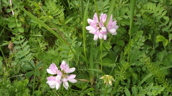 Ćičorečka pestrá