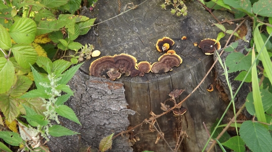 Hnědák schweinitzův