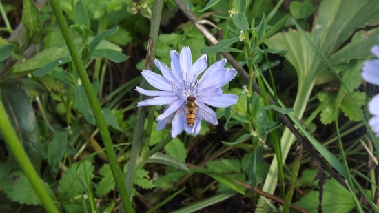 Ćekanka s Pestřenkou