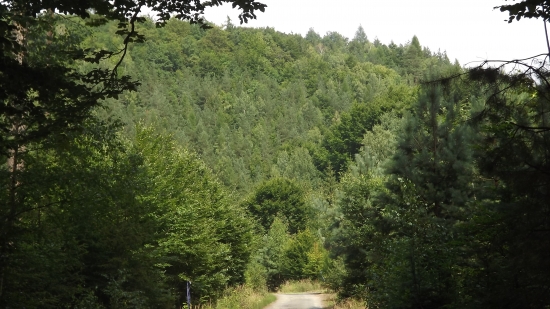 Pohled do zeleně.