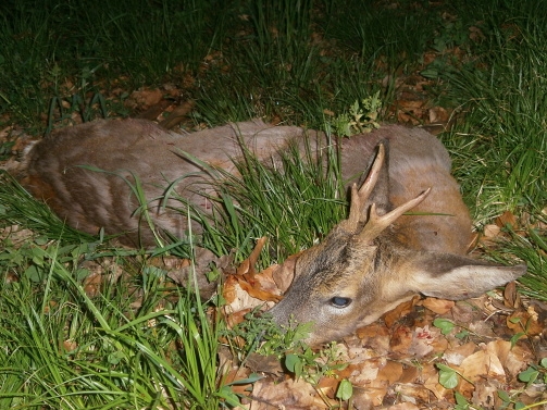 Zahájení sezóny lovu srnců