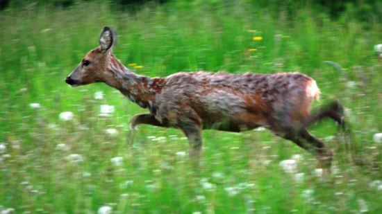 a už sa aj brala preč