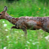 a už sa aj brala preč