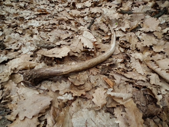 Môj prvý,jelení zhod v živote. 47cm!