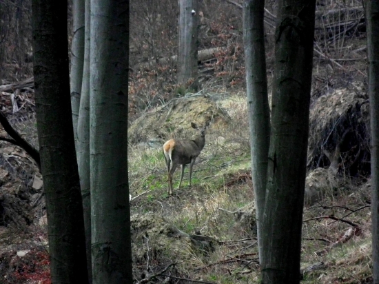Laň