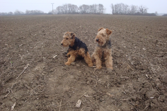 ten zajac robí ale nervy :)