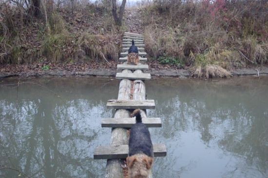 bojazlivo ale prešla