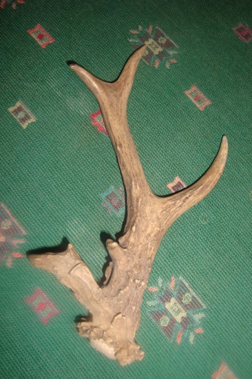 premna, najvzácnejšíí....