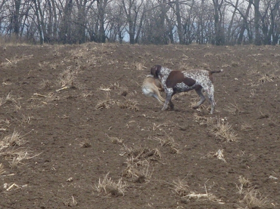 najlepsi pes ktorí dakedy existoval ...