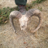 Muflon