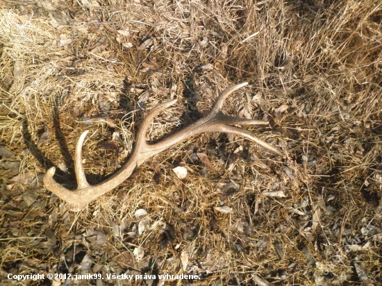 12-torak...2,5 kg