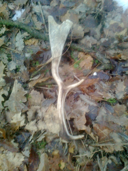 dneskajsia prechadzka