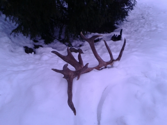 Dneskajsia prechadzka