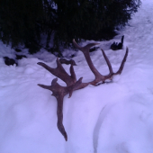 Dneskajsia prechadzka