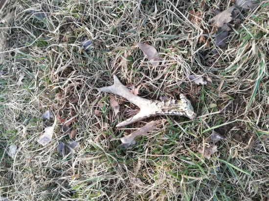 Aj zo srnca poteší