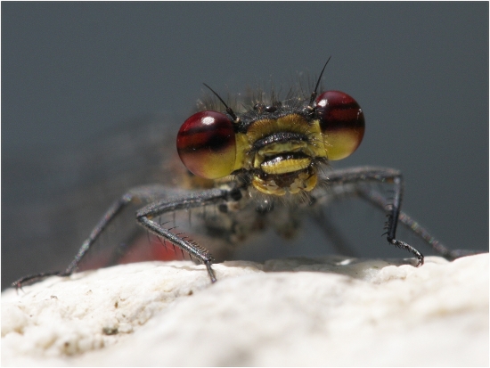 Šidielko červené makroportrét