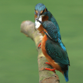 Úlovok pre samičku