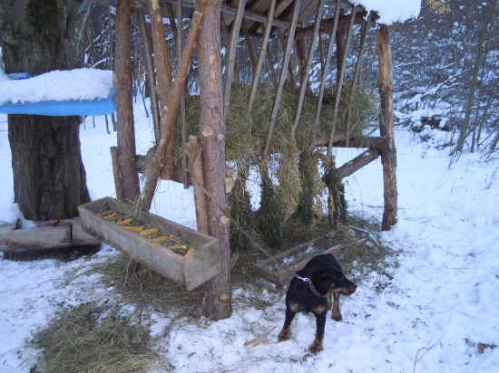 Prikrmovanie v nedelu