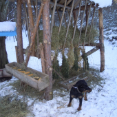 Prikrmovanie v nedelu